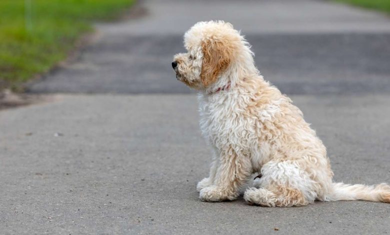 Maltipoo Breeder dog
