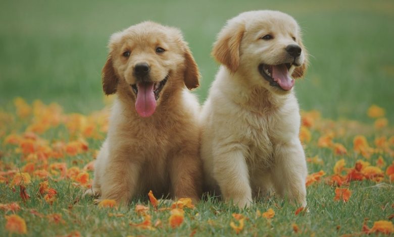 dogs