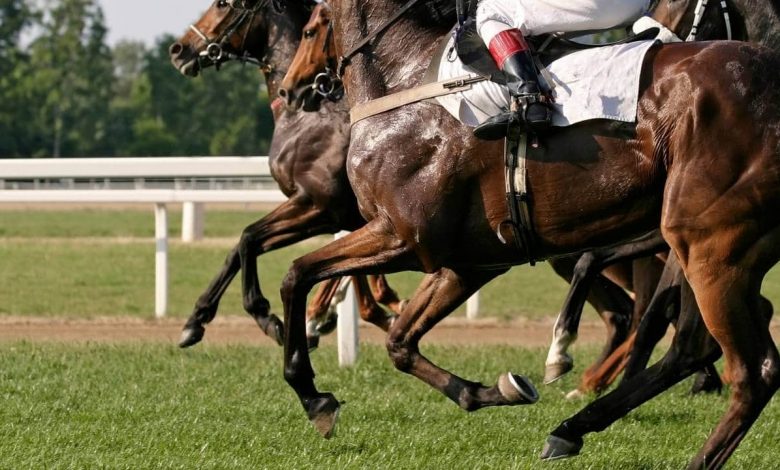 horse riding sports
