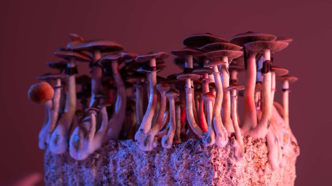 Psychedelic Mushrooms