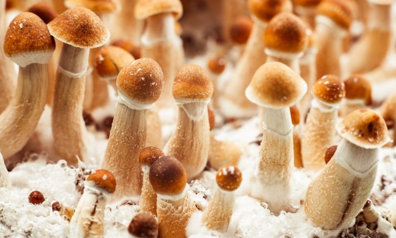 Psychedelic Mushrooms