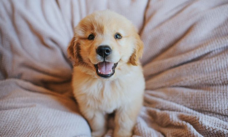 Puppy