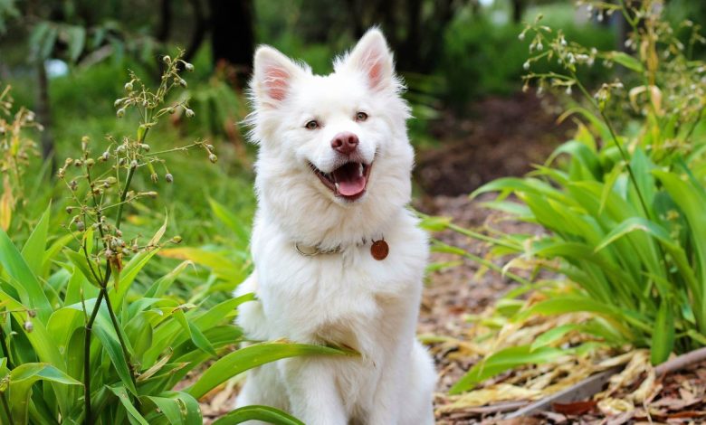 white dog