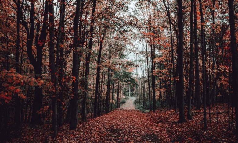 Autumn season
