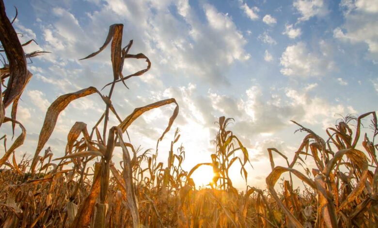 Climate Change and agriculture