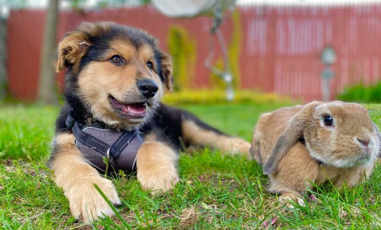 Furry Friend