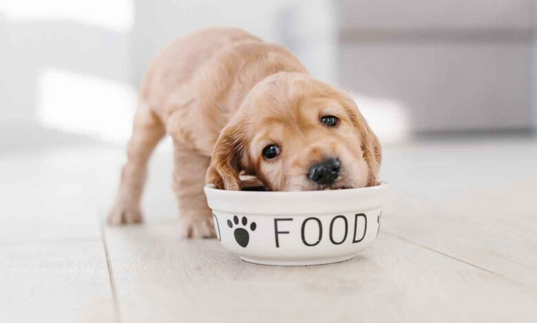dog food
