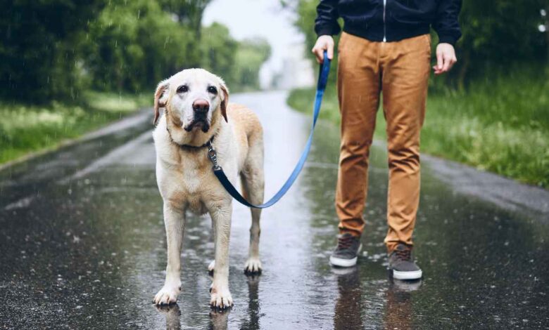 man with dog in rain