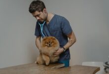 pet care