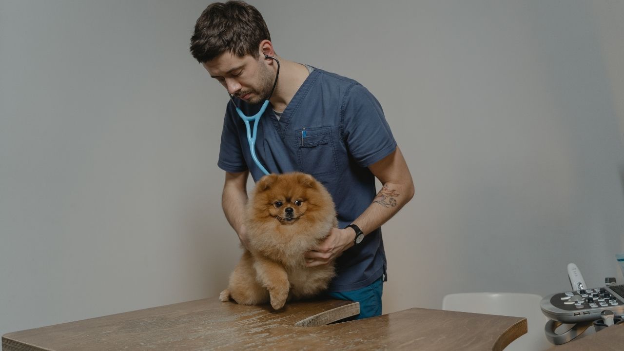 pet care