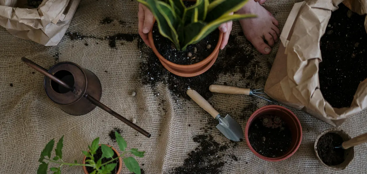 potted plants and gardening tools set up for home gardening